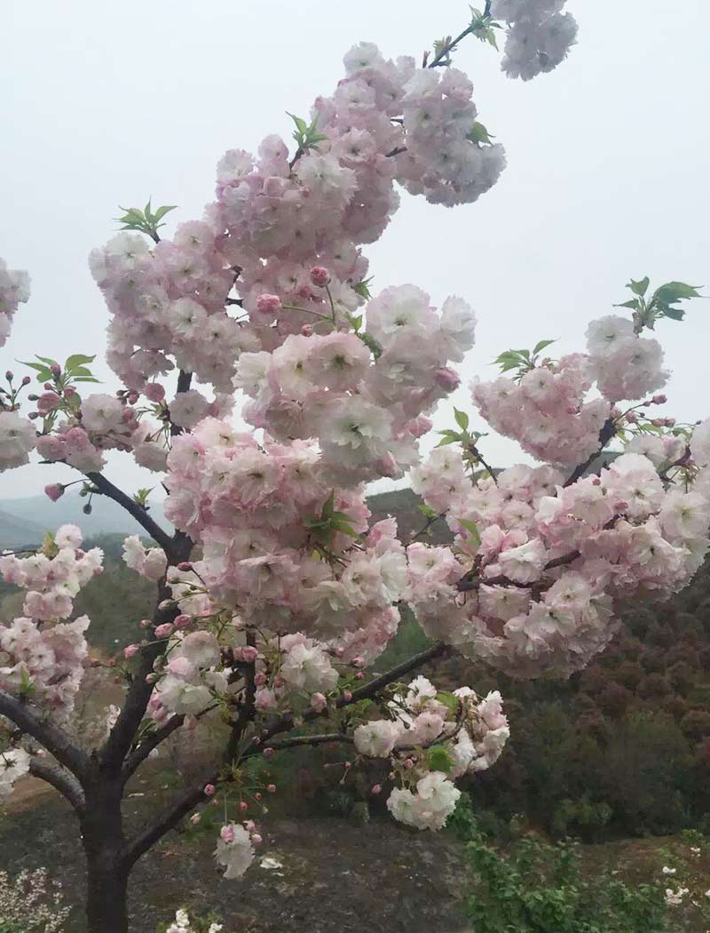 松月櫻花